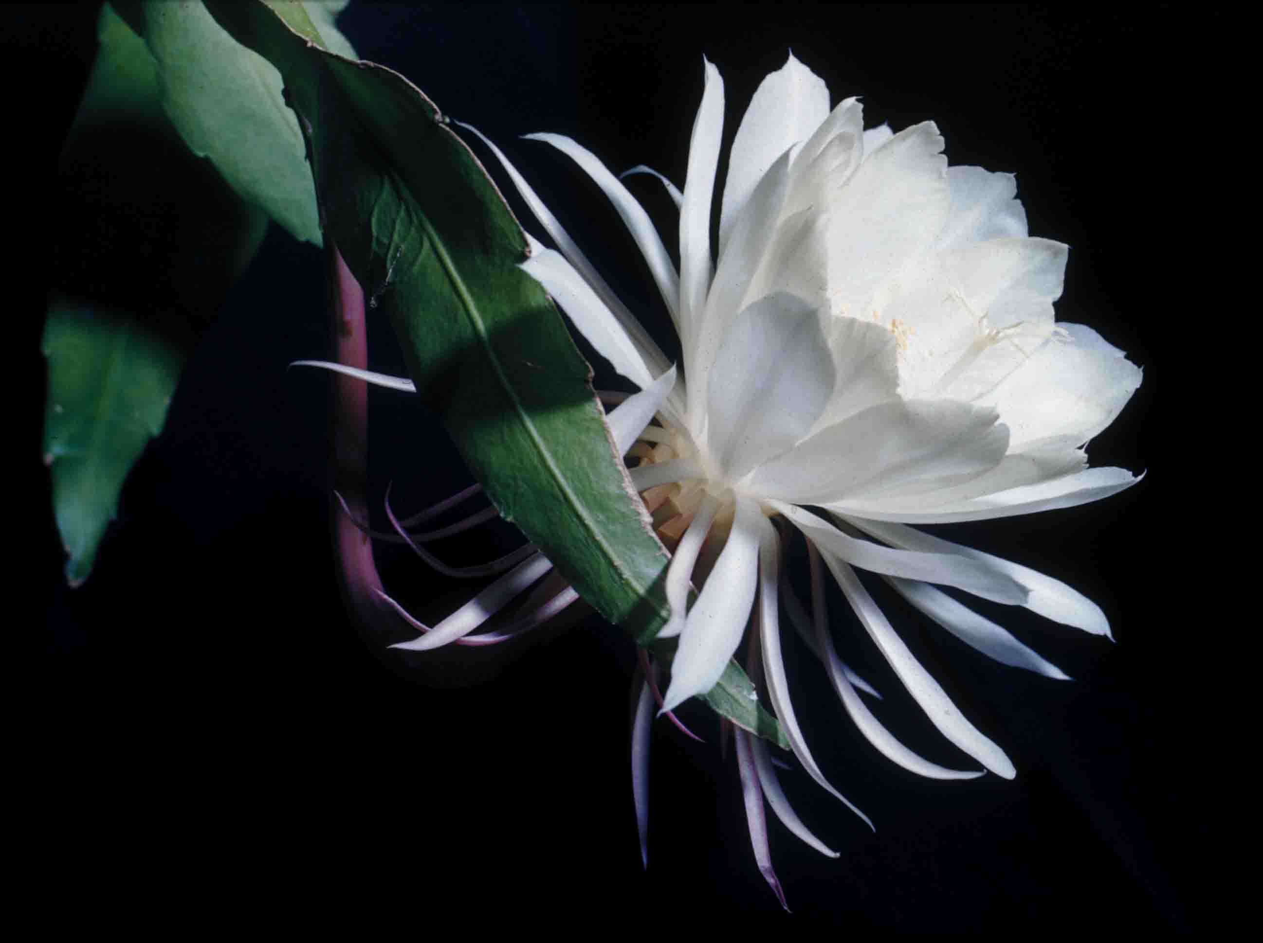 Image of Dutchman's Pipe Cactus