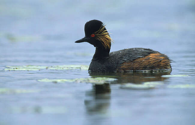 Image of Podiceps Latham 1787