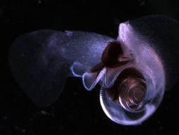 Image of Sea Butterfly