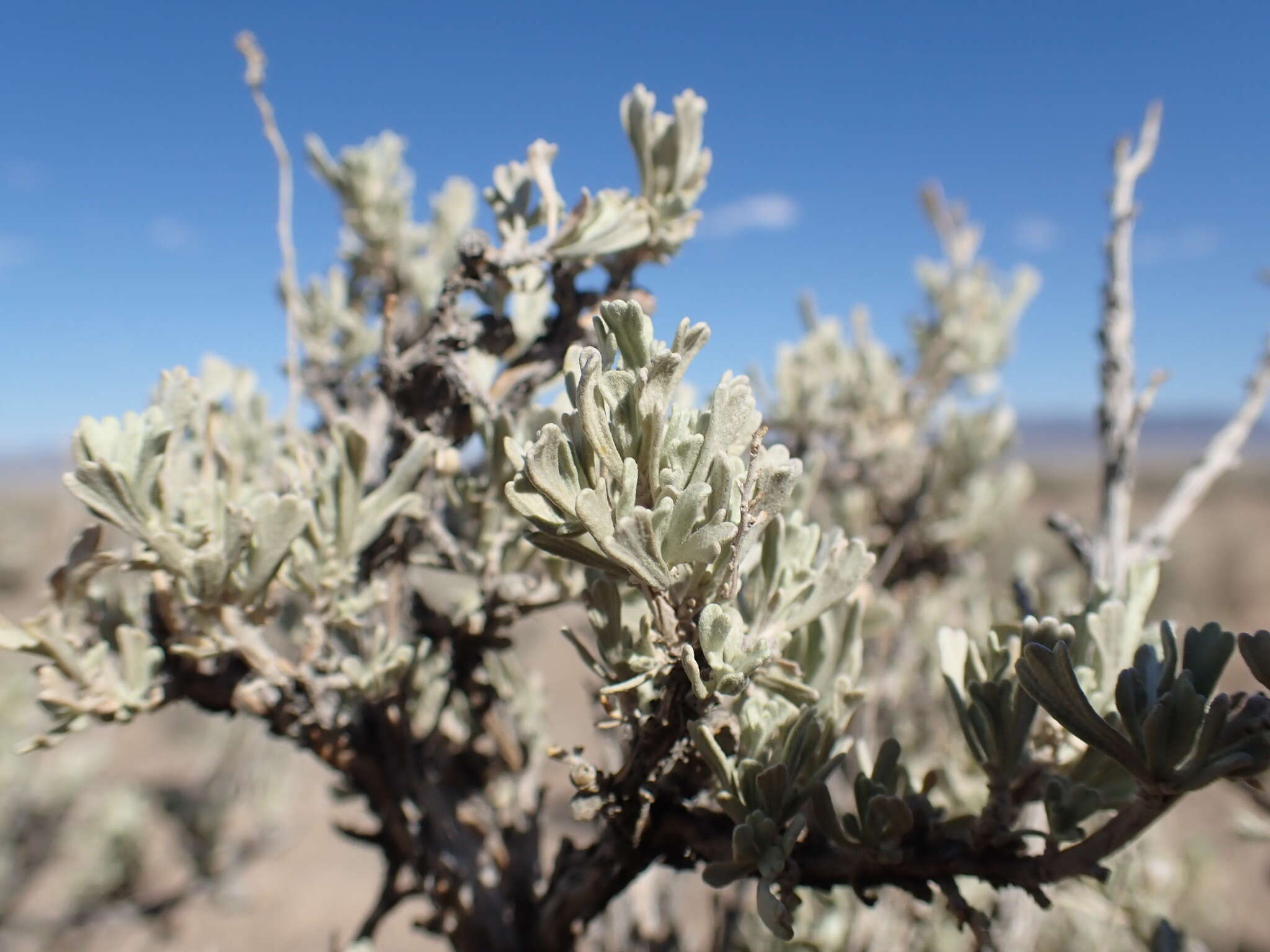 Imagem de Artemisia tridentata subsp. wyomingensis Beetle & Young