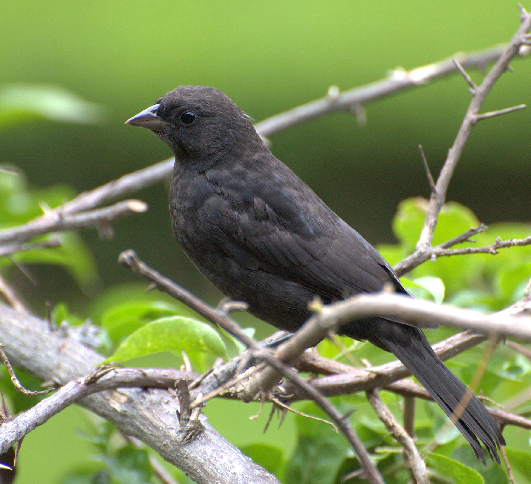 Image of Cowbird