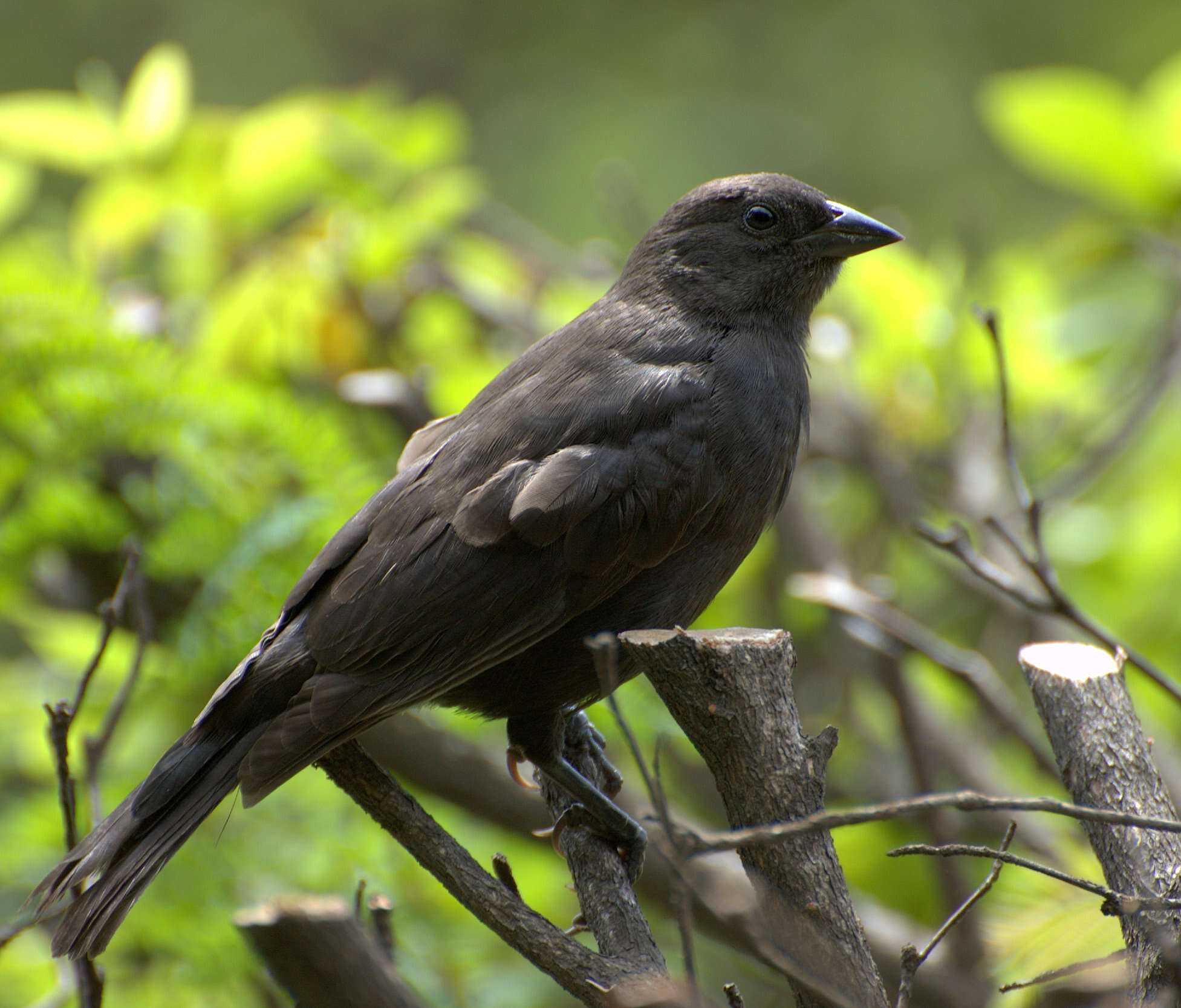 Image of Cowbird