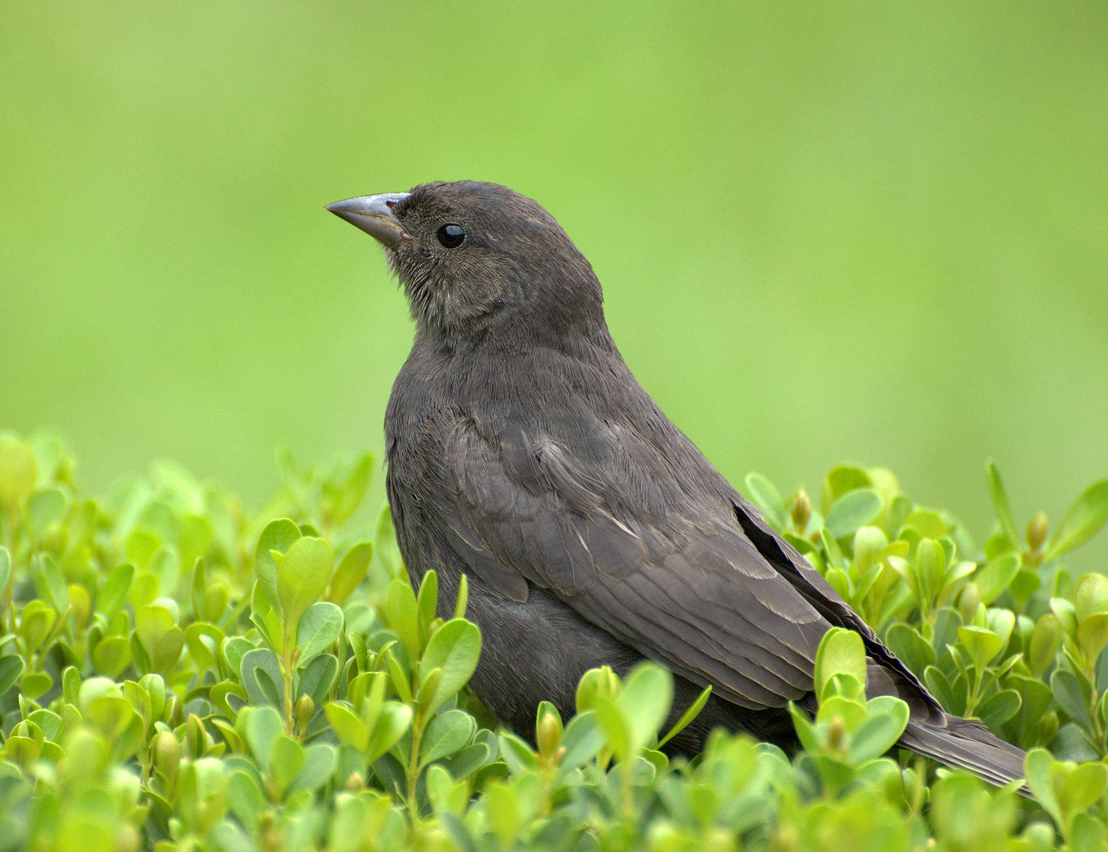 Image of Cowbird