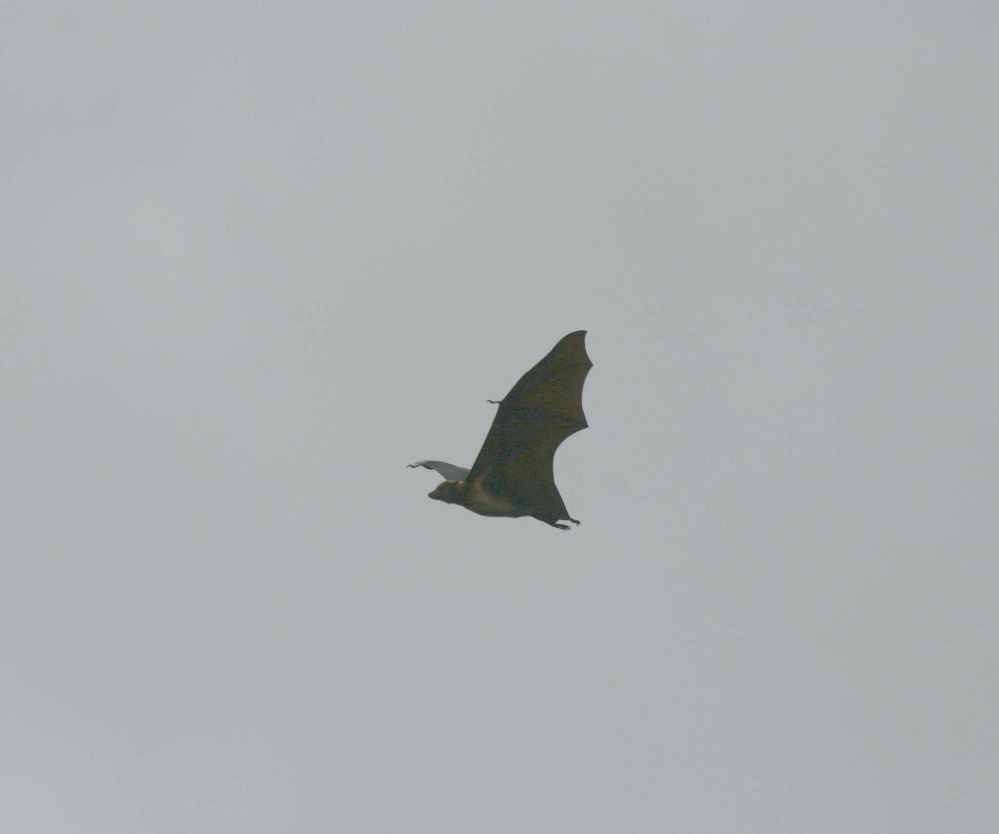 Image of Black-bearded Flying Fox