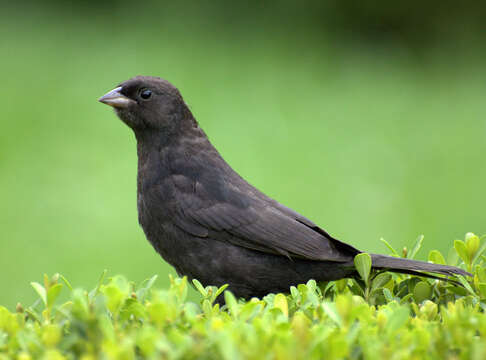 Image of Cowbird