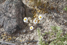 Image of white easterbonnets