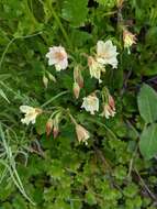 Epilobium luteum Pursh resmi