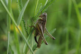 Image of Gray locust