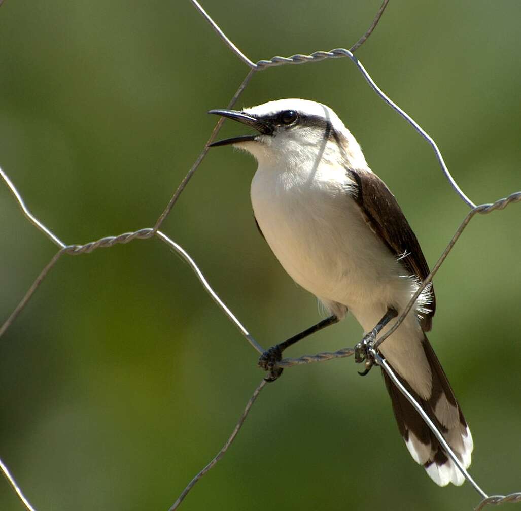 Image of Fluvicola Swainson 1827