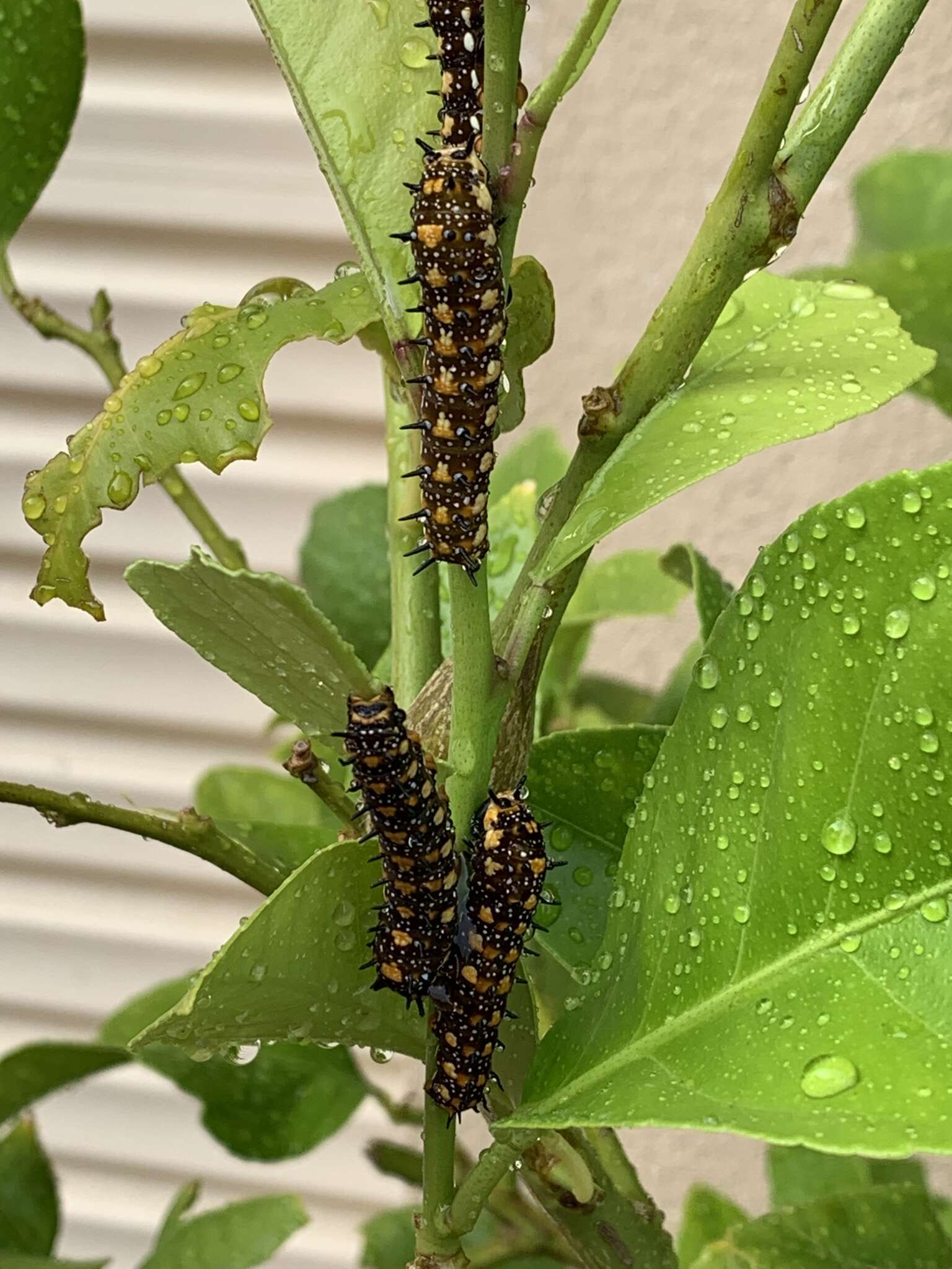 Слика од Papilio anactus Macleay 1826