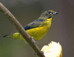 Euphonia violacea (Linnaeus 1758)的圖片