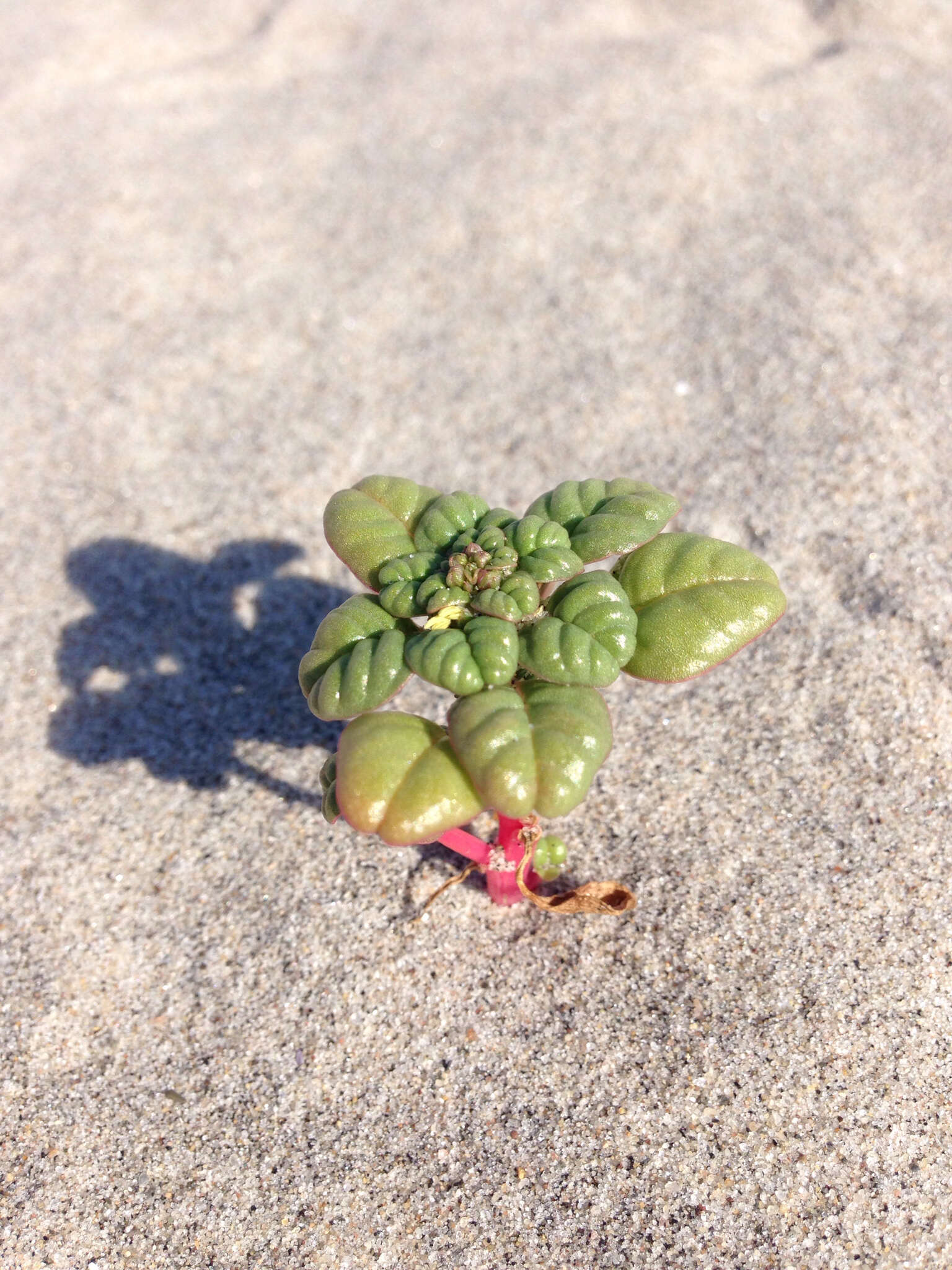 Image of seaside amaranth