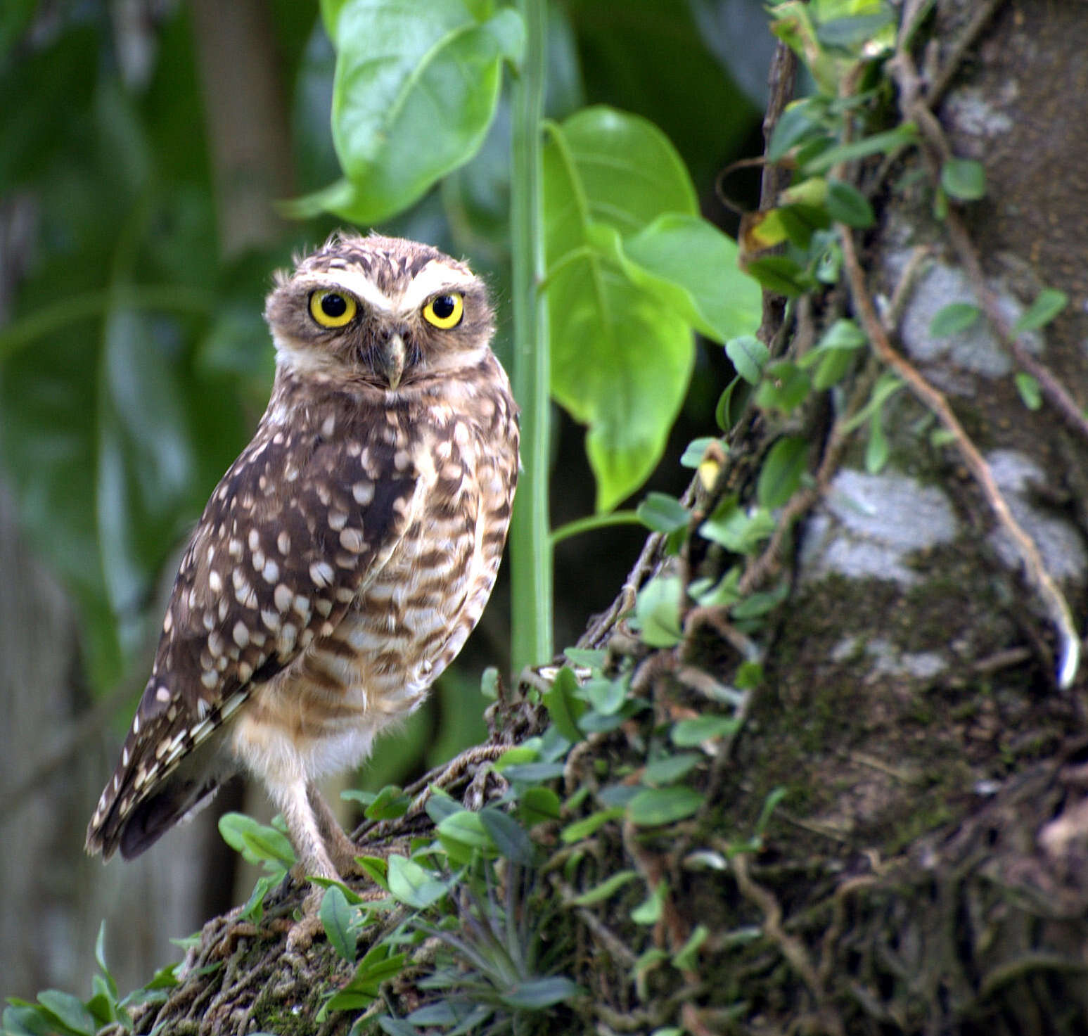 Image of Burrowing Owl