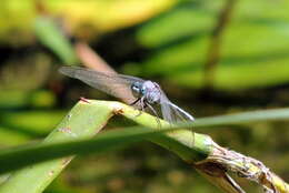 Image of Epaulet Skimmer