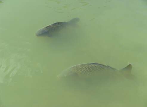 Image of common carp, carp