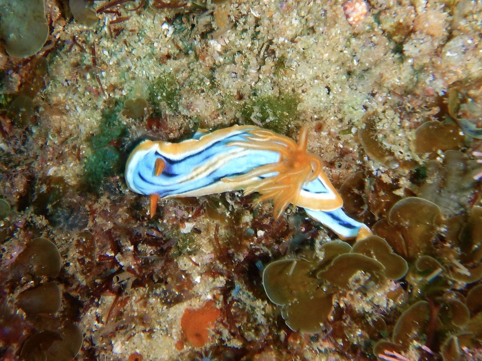 Image of Chromodoris hamiltoni Rudman 1977