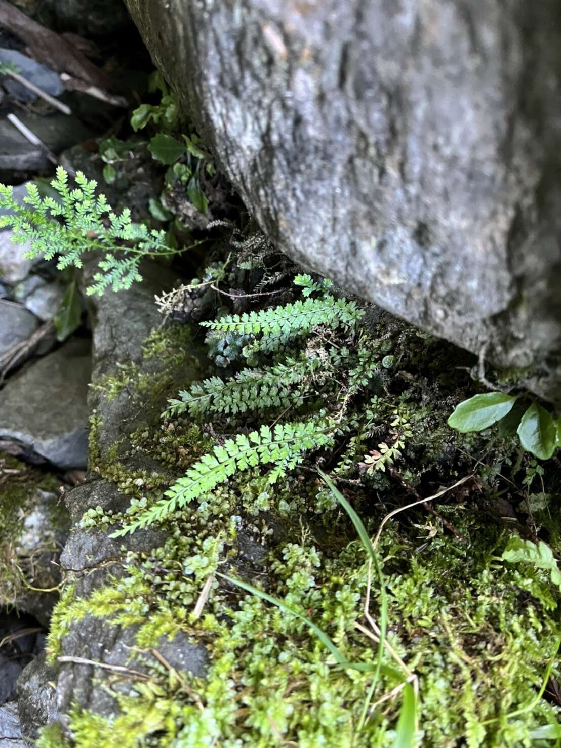 Plancia ëd Polystichum thomsonii (Hook. fil.) Bedd.