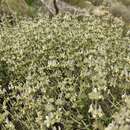 Image of Sideritis leucantha Cav.