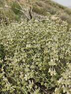 Image of Sideritis leucantha Cav.