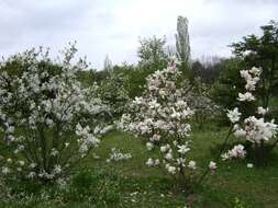 Image of Saucer magnolia