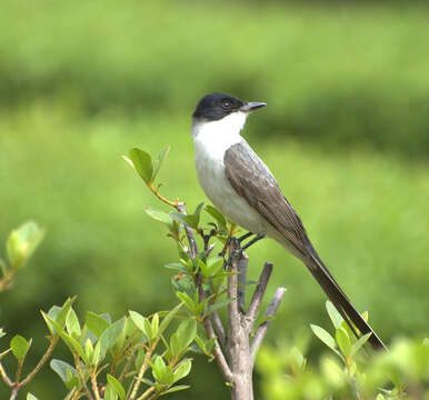 Image of Fork-tailed Flycatcher