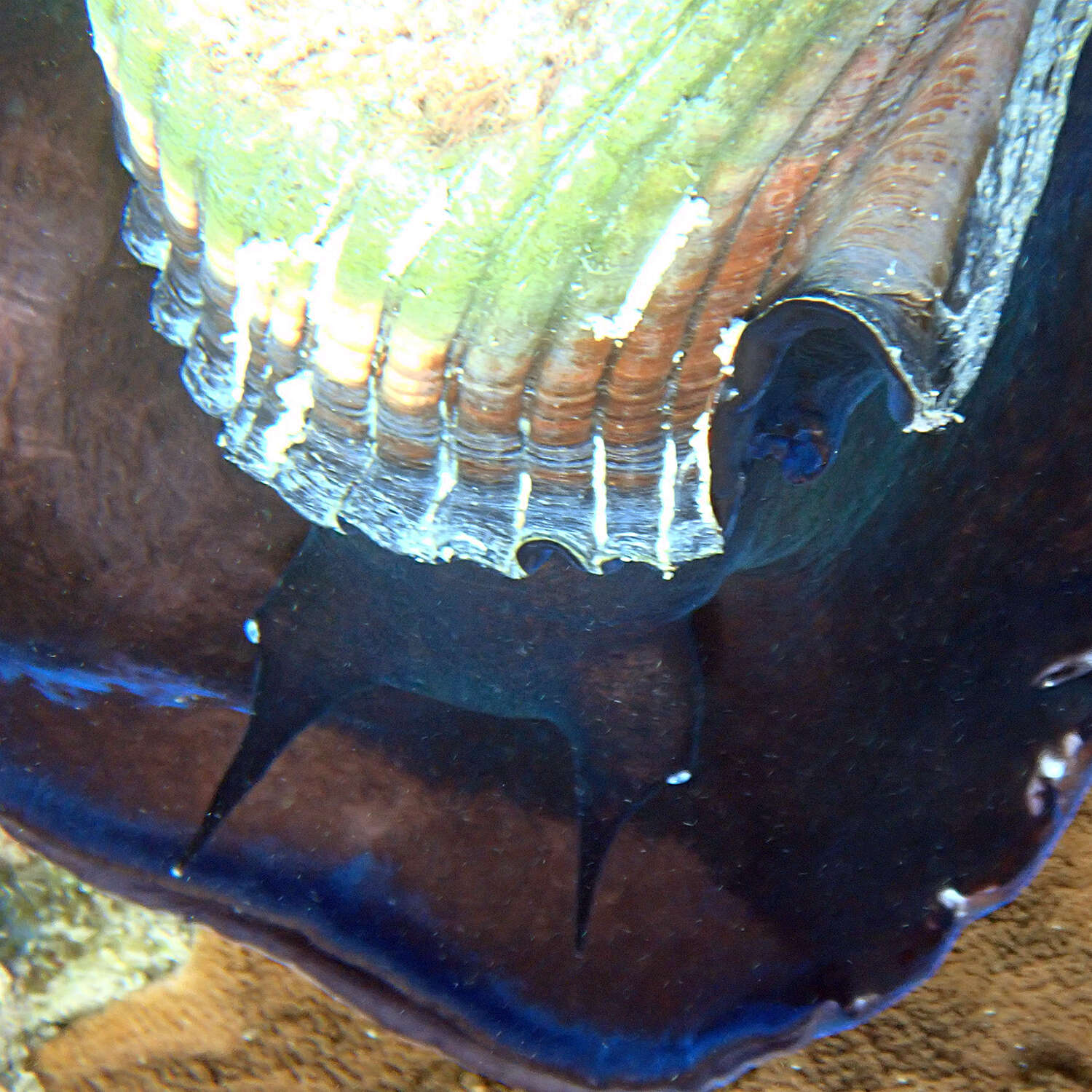 Image of Black mouthed tun