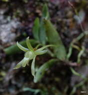 Image de Lemurella pallidiflora Bosser