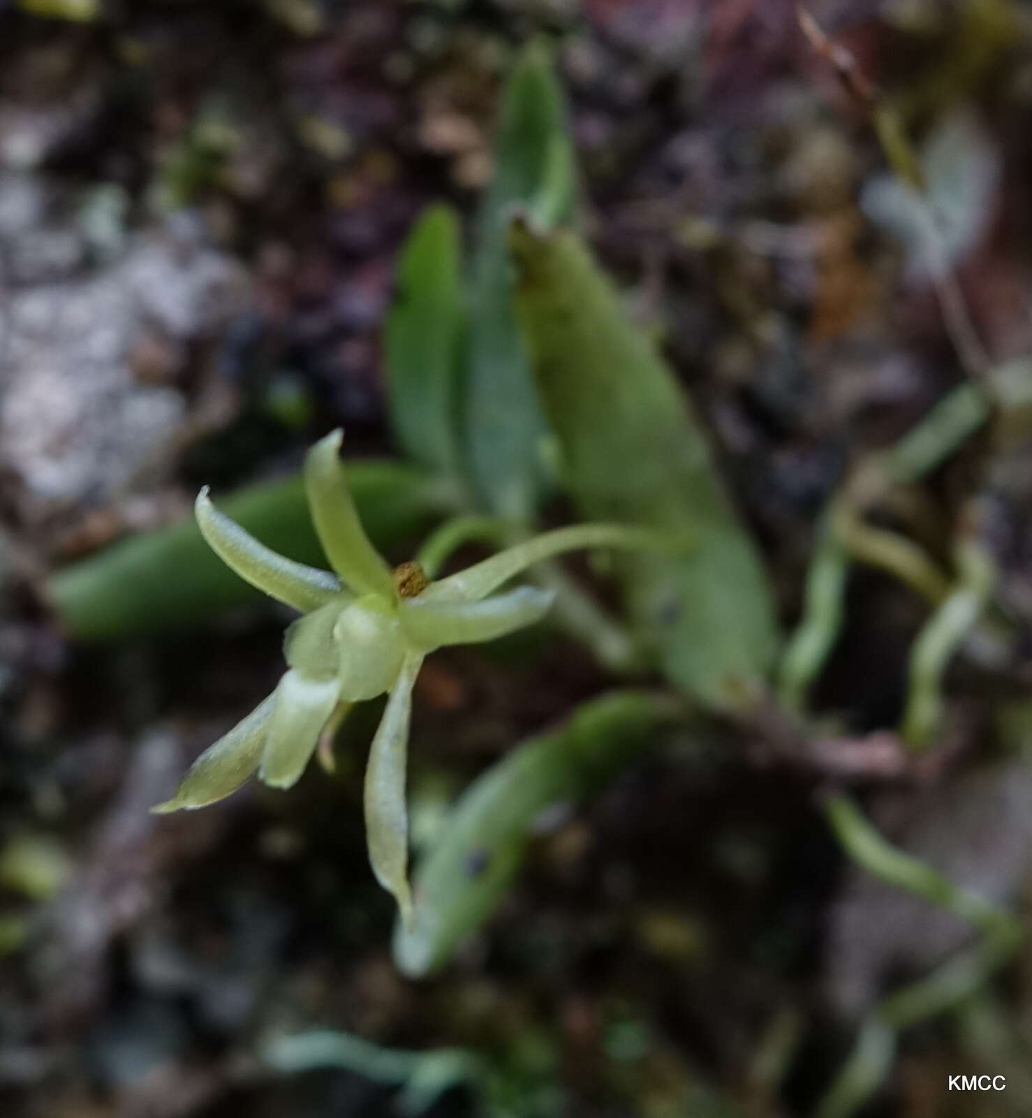 Image de Lemurella pallidiflora Bosser