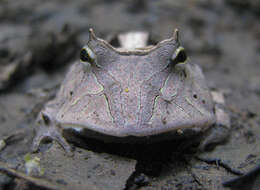 Image of Amazonian Horned Frog
