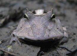 Image de Ceratophrys cornuta (Linnaeus 1758)