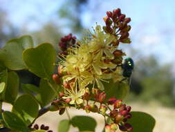 Image of haematoxylum