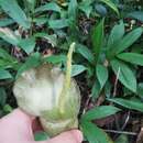 Image of Amorphophallus calabaricus subsp. mayoi Ittenb.