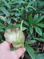 Image of Amorphophallus calabaricus subsp. mayoi Ittenb.