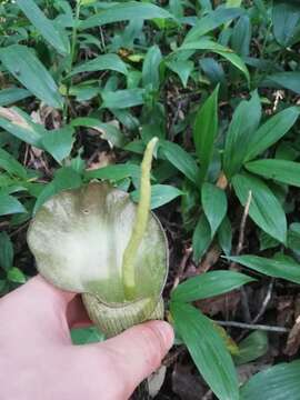 Plancia ëd Amorphophallus calabaricus subsp. mayoi Ittenb.