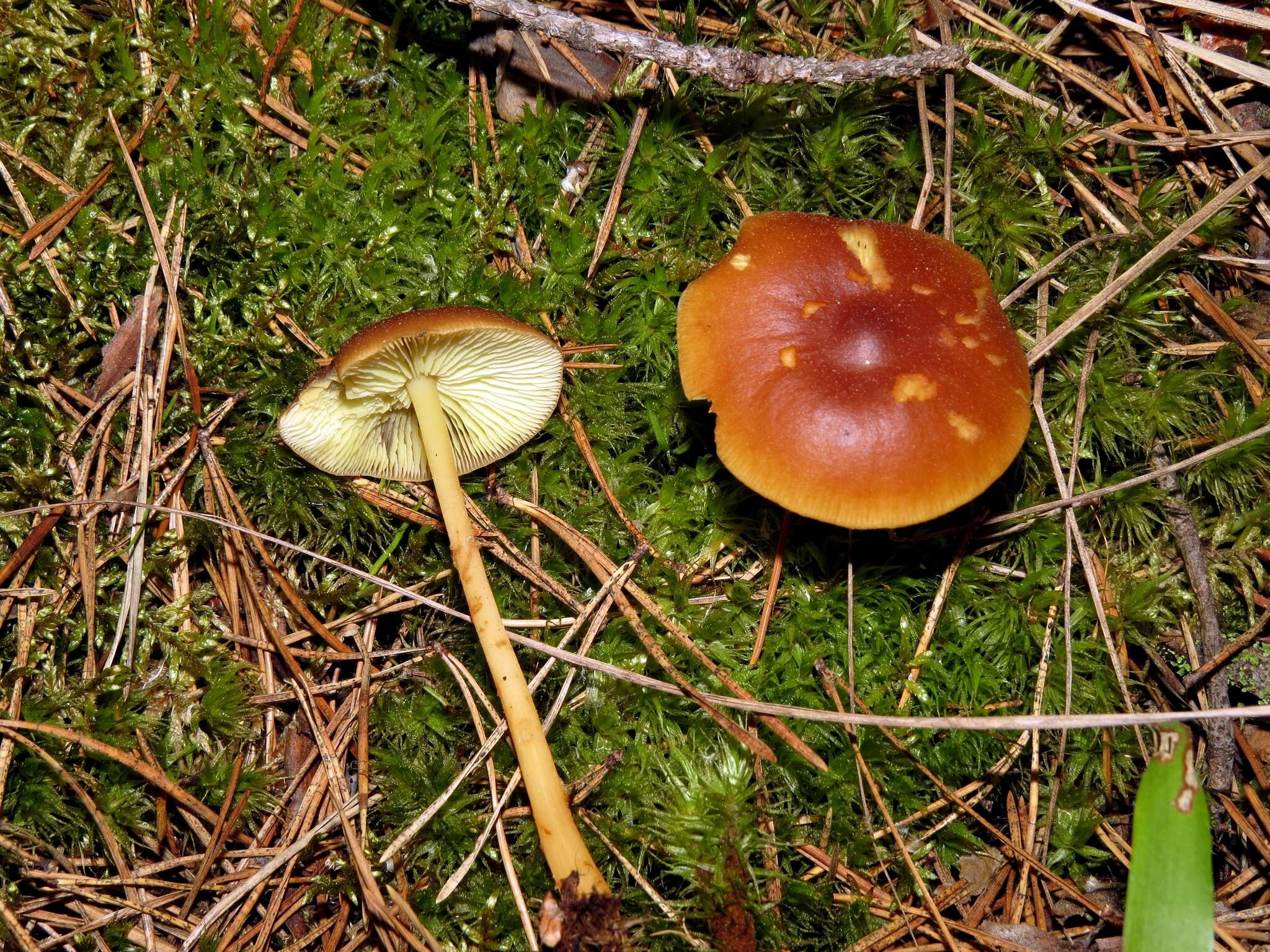 Image of Gymnopus ocior (Pers.) Antonín & Noordel. 1997