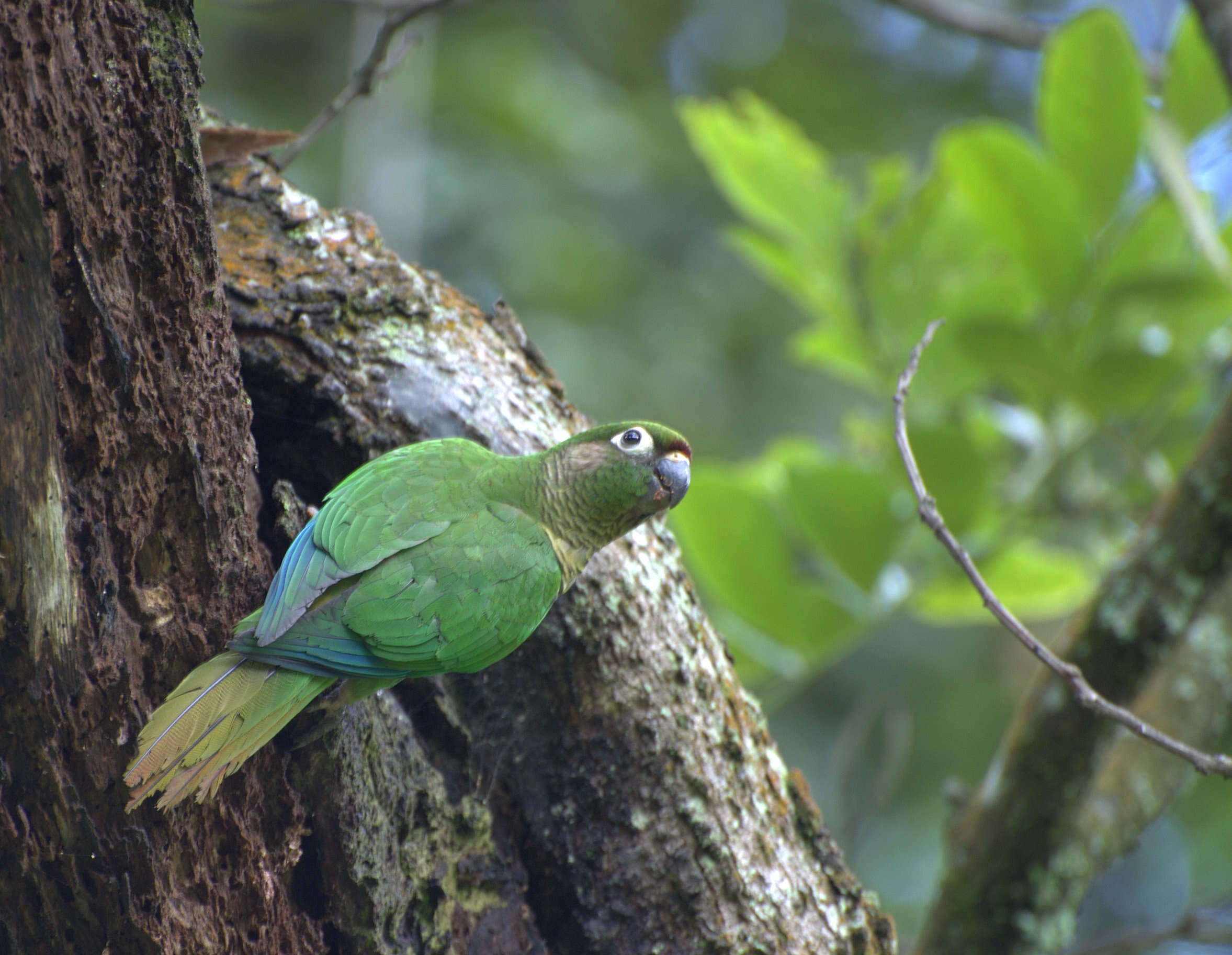 Image of Maroon-bellied Parakeet