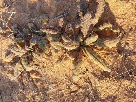 Image of gypsum phacelia