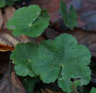 Image of Hydrocotyle setulosa Hayata