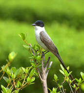 Image of Fork-tailed Flycatcher