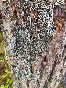 Image of duplicate tube lichen