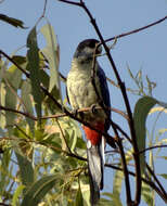 Image of Northern Rosella