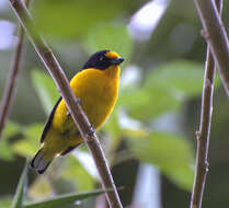 Euphonia violacea (Linnaeus 1758)的圖片