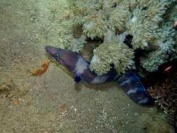 Image of Ash-colored conger eel