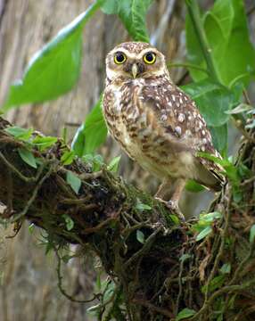 Image of Burrowing Owl