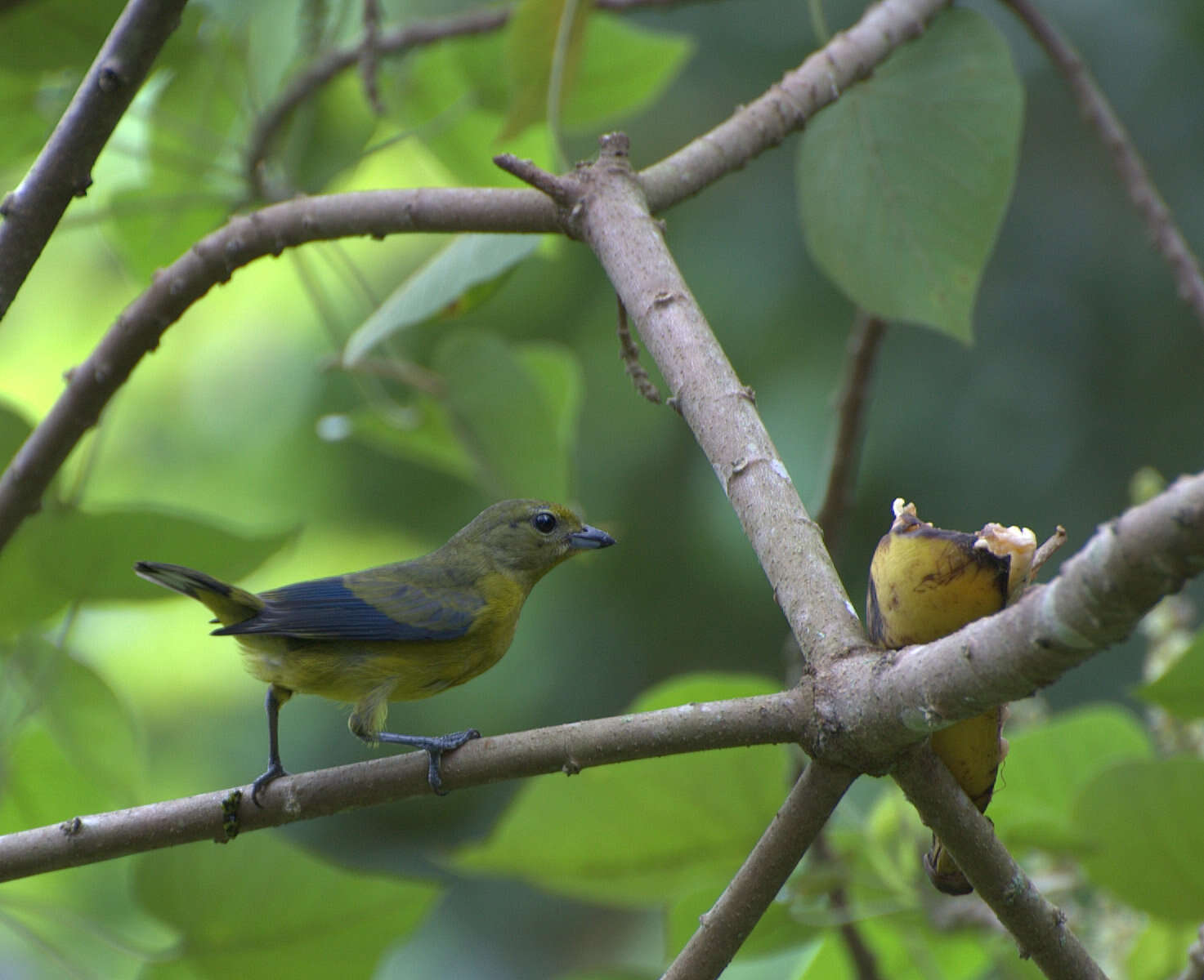 Euphonia violacea (Linnaeus 1758)的圖片