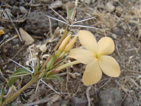 Imagem de Barleria eranthemoides R. Br. ex C. B. Cl.