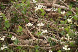 Image of Xanthosia rotundifolia DC.