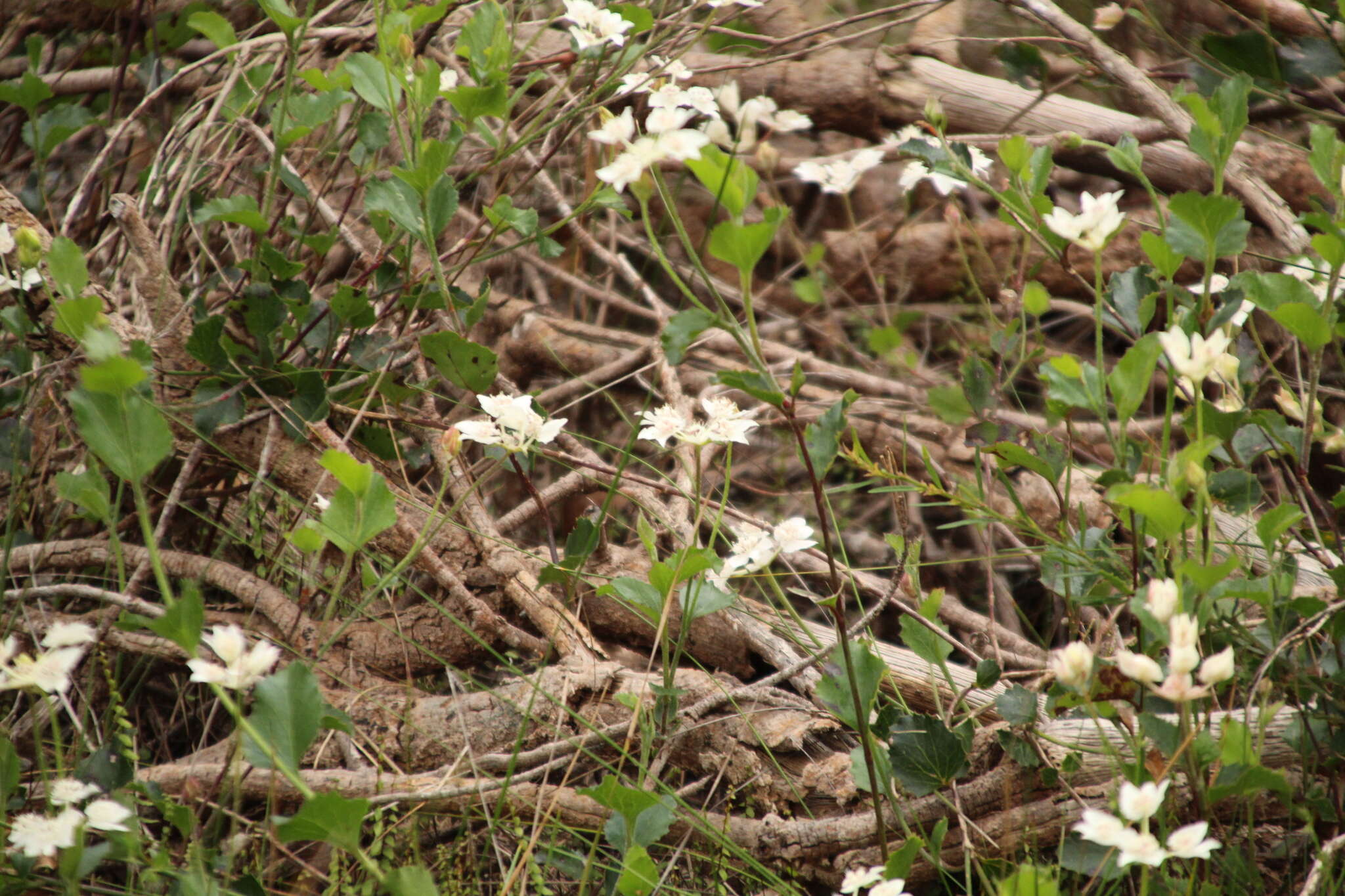 Image of Xanthosia rotundifolia DC.