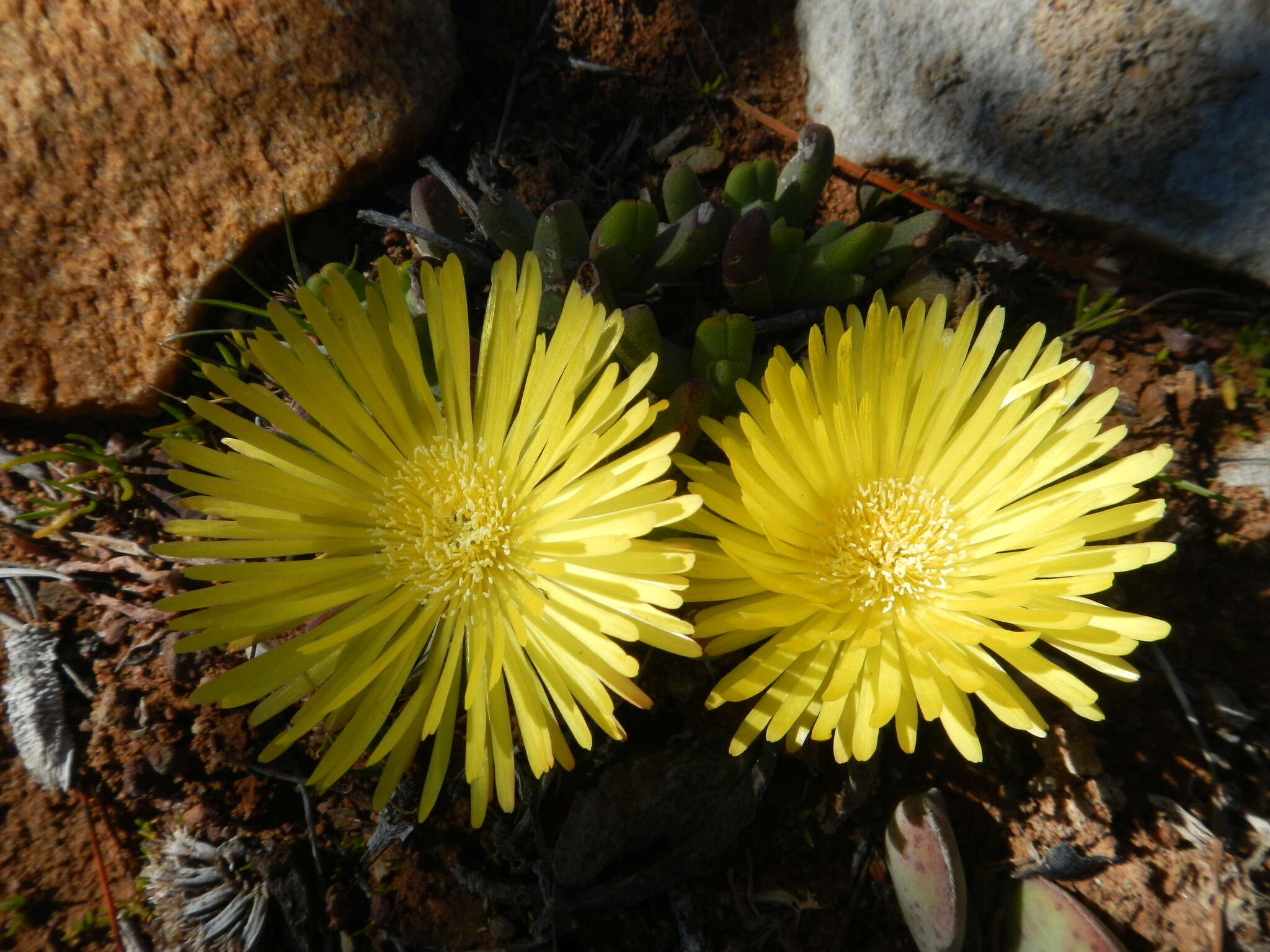 Image of Cheiridopsis namaquensis (Sonder) Hartmann