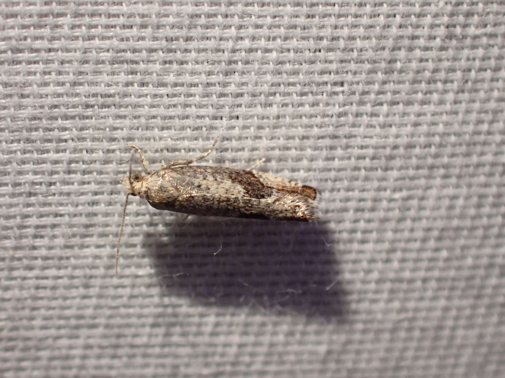 Image of Epinotia medioplagata Walsingham 1895